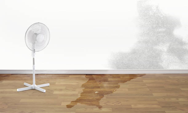 Best Water damage cleanup near me  in Harbor Isle, NY